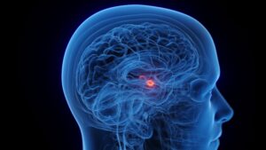 3D image of amygdala