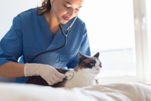medical,checkup,for,pet.,veterinarian,lady,examining,domestic,cat,using